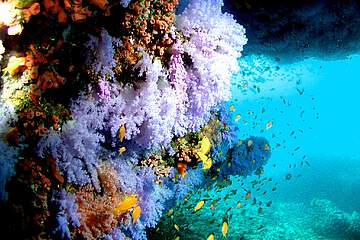 Bandos Island Resort & Spa