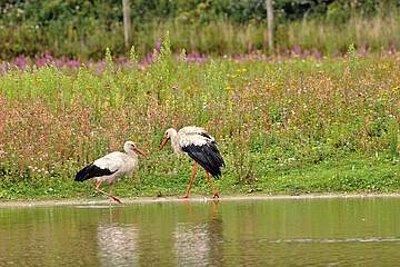 Holiday Village Belle Dune