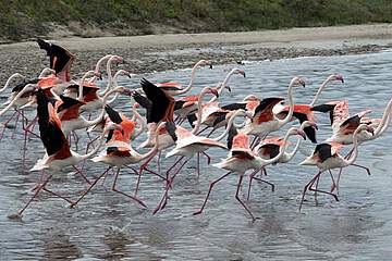 Hotel Lantana Resort