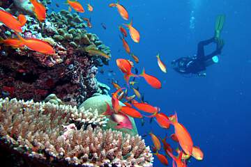 Kandima Maldives Resort