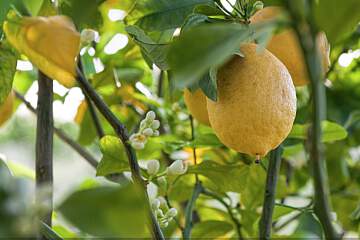 Masseria della Volpe 