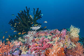 Milaidhoo Island Maldives