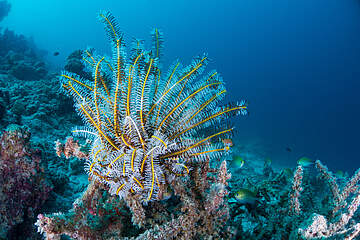 Milaidhoo Island Maldives