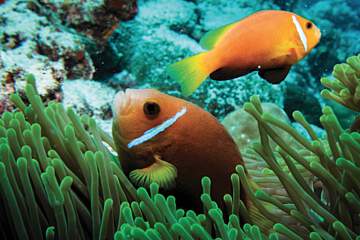 Oblu Select at Sangeli