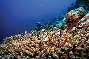 Oblu Select at Sangeli