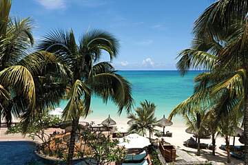 Royal Palm Beachcomber