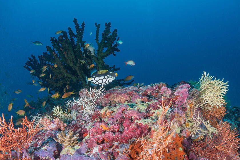 Milaidhoo Island Maldives