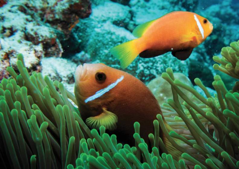 Oblu Select at Sangeli