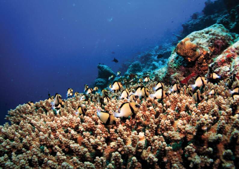 Oblu Select at Sangeli